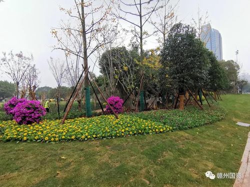 修復面積約3000㎡ 贛州南河大橋側(cè)綠化項目完工