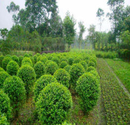 小葉女貞造型盆景樹樁灌木球小區學校廠區別墅酒店工程園林景觀綠化設計施工