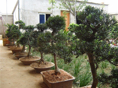 綠化苗木價格表 白銀綠化苗木 百通生態(tài)環(huán)境